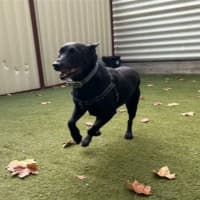 Photo of Buddy