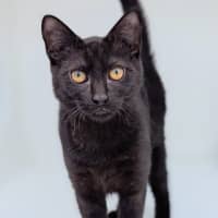 Photo of Olive