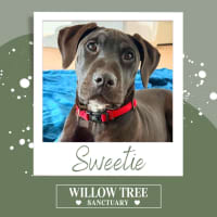 Photo of Sweetie