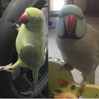 Photo of Bilbo And Fish