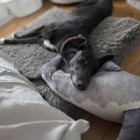 Photo of Drew, The Greyhound