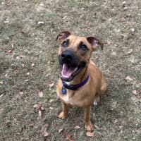 Photo of Scooby