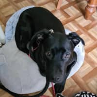 Photo of Max