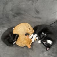 Photo of Baby & Belle