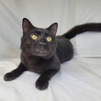 Photo of Butterscotch 