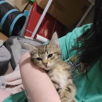 Photo of Hiccup Meet Me @Petstock Carrum Downs Store 