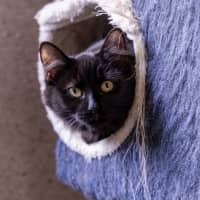 Photo of Natalie Cook