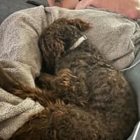 Photo of Angus