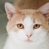 Photo of Pringle