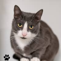 Photo of Buttercup