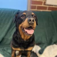 Photo of Nala 