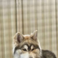 Photo of Nala & Napoleon 