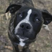 Photo of Diesel