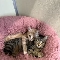 Photo of 🎡 Cairo 6914 🎡