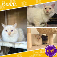 Photo of Bondi