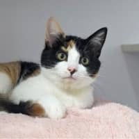 Photo of Georgette
