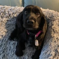 Photo of Ziva