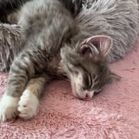 Photo of Cinder
