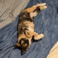 Photo of Charlotte   In Foster Care In Brunswick East