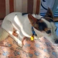 Photo of Bella / Tiny