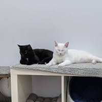 Photo of Kit