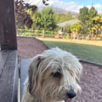 Photo of Scrappy