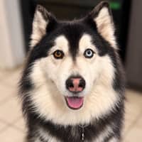 Photo of Nymeria