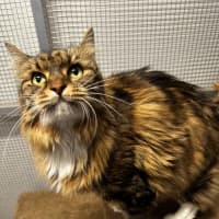 Photo of Minky