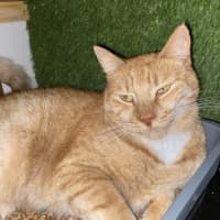 Photo of Ginger Meggs 