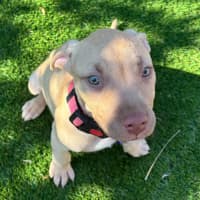 Photo of Squishy   11 Week Old Staffy X