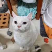 Photo of Cruiser