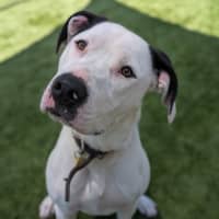 Photo of Lucky