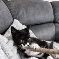 Photo of Noodle *9 Lives Project Rescue*