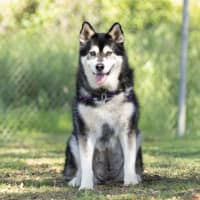 Photo of Cardie