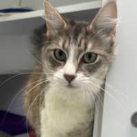 Photo of Pippa