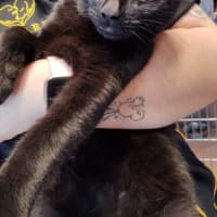 Photo of Ace   Now Available At Pet Quarters Morisset