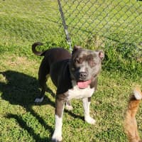 Photo of Violet (66790)