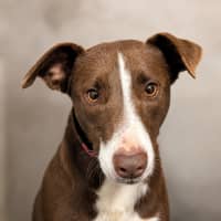 Photo of Bella