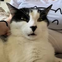 Photo of Owen *9 Lives Project Rescue*