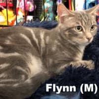 Photo of Flynn