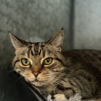 Photo of Kizzie