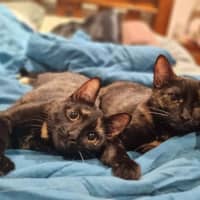 Photo of Stevie & Nyx
