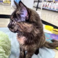 Photo of Kitsu *9 Lives Project Rescue*