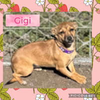 Photo of Gigi 