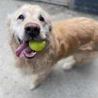 Photo of Archie