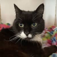 Photo of Big Best Baby Boy Bernard