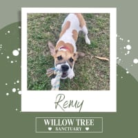 Photo of Remy 
