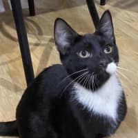 Photo of Chuppa Chup