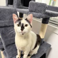 Photo of Minou (Was Little Girl)