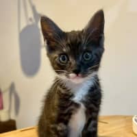 Photo of Magpie 